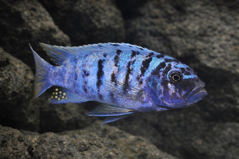 Maylandia fainzilberi 'Ndonga'